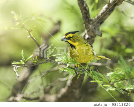 Yellow Cardinal, Gubernatrix cristata, Endangered species in La Pampa, Argentina 98513826