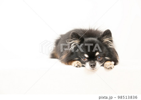 伏せた黒いチワワ 98513836