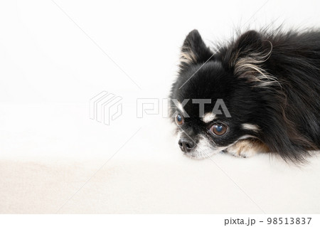 伏せた黒いチワワ 98513837