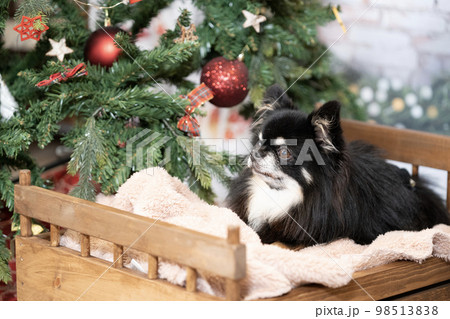 クリスマスツリーとベッドにのったチワワ 98513838