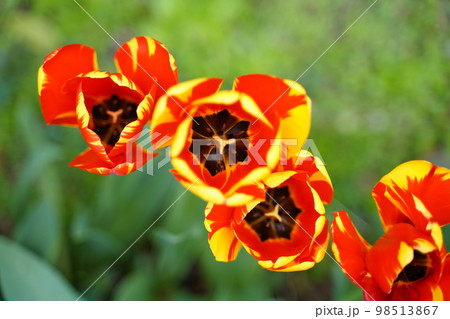 花、沢山の花、花畑、花壇、春、カラフル、美しい、可愛い、並んだ、野外、屋外、空、草、植物、緑、葉、赤 98513867