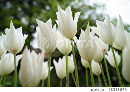 花、沢山の花、花畑、花壇、春、カラフル、美しい、可愛い、並んだ、野外、屋外、空、草、植物、緑、葉、赤 98513870