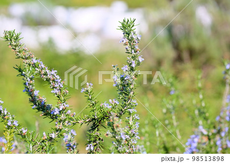 ローズマリーの花 98513898