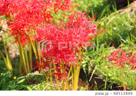 ヒガンバナの花 98513899