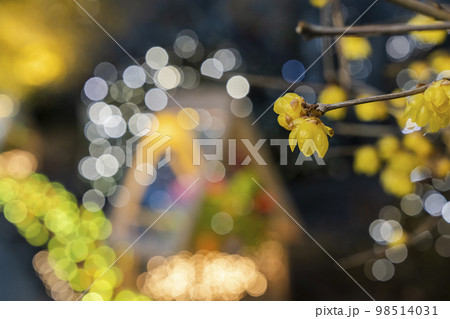 あしかがフラワーパークのイルミネーション　光の花の庭　園内に咲くロウバイ　栃木県足利市 98514031