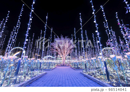 あしかがフラワーパークのイルミネーション 光の花の庭 光のバラ園 栃木県足利市 あしかがフラワーパークのイルミネーション 光の花の庭 光のバラ園 栃木県足利市 98514041