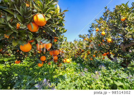 Ripe oranges on tree in orange garden. Ripe oranges on tree in orange garden. 98514302