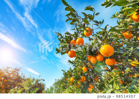 Ripe oranges on tree in orange garden. 98514307