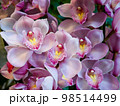 ピンクの胡蝶蘭 98514499
