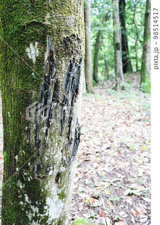 木に残る引っ掻き傷のイメージ 98514517