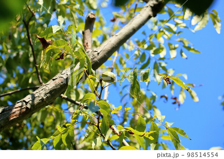 ペカンの実 98514554