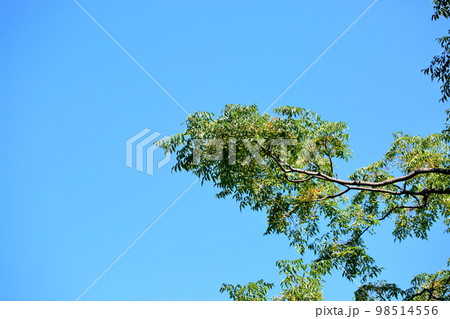 センダンの実　木 98514556