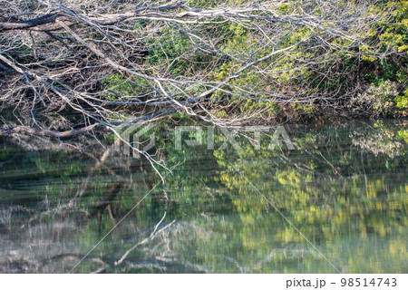水鏡 真冬の風景 熊谷市小江川付近の沼 水鏡 真冬の風景 熊谷市小江川付近の沼 98514743