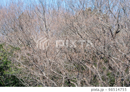 真冬の樹木 里山の冬景色 熊谷市小江川付近 真冬の樹木 里山の冬景色 熊谷市小江川付近 98514755