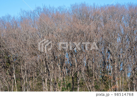 真冬の樹木　里山の冬景色　熊谷市小江川付近　　　　　 98514768