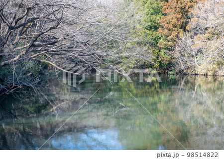 水鏡　真冬の風景　熊谷市小江川付近の沼　　　　　 98514822