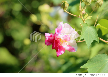 スイフヨウの花 98514833