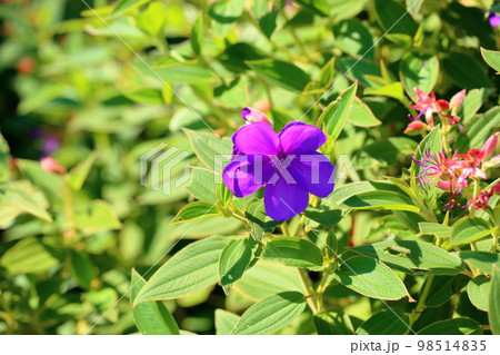 シコンノボタンの花 98514835