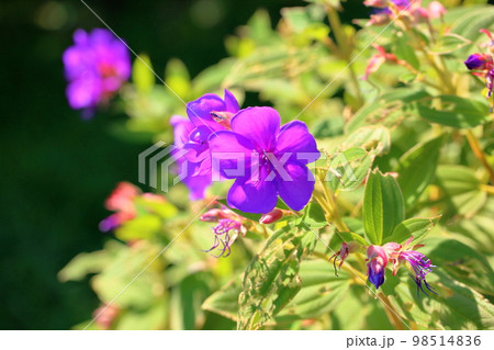 シコンノボタンの花 98514836