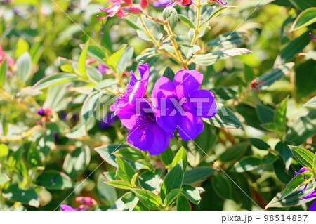 シコンノボタンの花 98514837