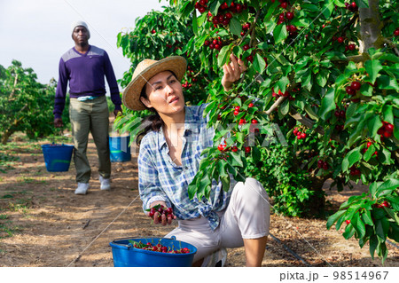 Portrait of woman harvesting ripe cherry on farm 98514967