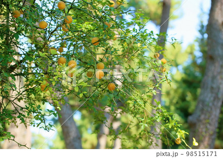 カラタチの実 98515171