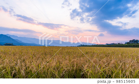 大自然の豊かな森や豊富な湧水、透き通った空気 白川水源駅周辺の夕焼け田園風景(南阿蘇村) 大自然の豊かな森や豊富な湧水、透き通った空気 白川水源駅周辺の夕焼け田園風景(南阿蘇村) 98515605