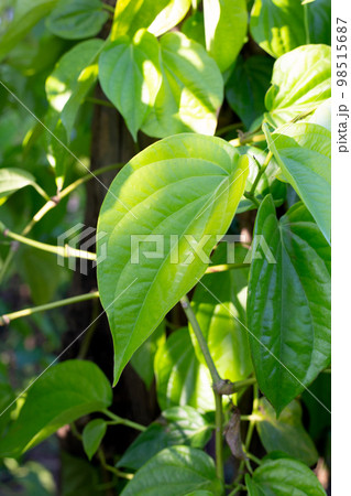 Green leaves of betel plant in the garden 98515687