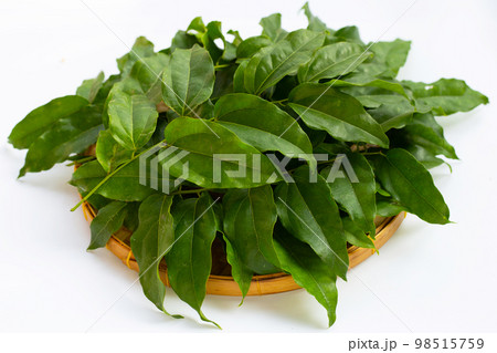 Fresh tiliacora triandra green leaves 98515759