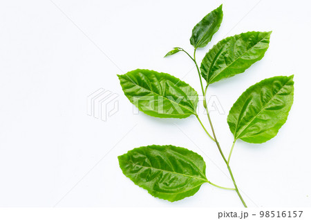 Passion fruit leaves on white background. 98516157