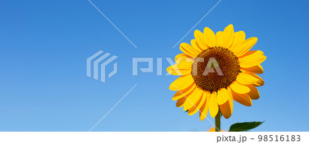 Sunflower field with blue sky. Beautiful summer landscape. Sunflower field with blue sky. Beautiful summer landscape. 98516183