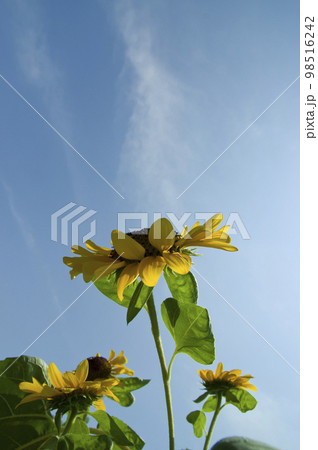 青空の下、向日葵畑にヒマワリの花が咲いています。ひまわりの品種の名前はビンセントオレンジです。 98516242