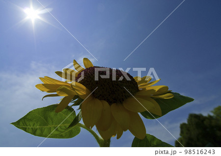 青空の下、向日葵畑にヒマワリの花が咲いています。ひまわりの品種の名前はビンセントオレンジです。 98516243