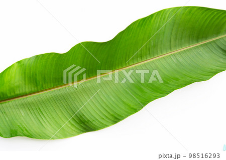 Heliconia leaf on white background. 98516293
