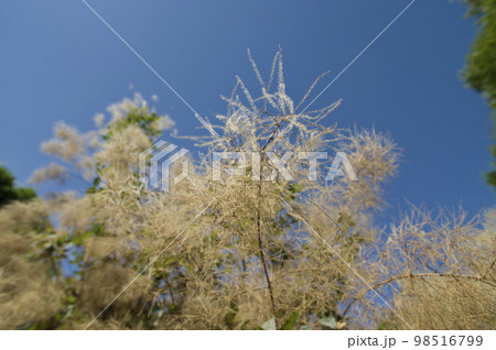 スモークツリーの木が花を咲かせています。学名はCotinus coggygriaです。 98516799