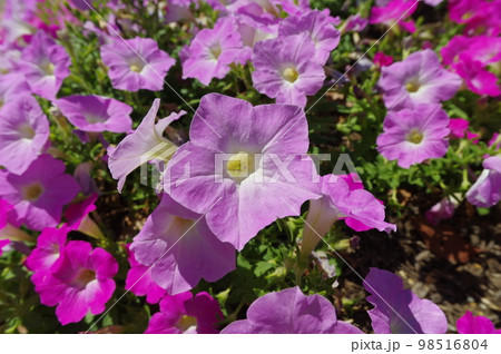 公園の花壇にピンク色のペチュニアの花が咲いています。学名はPetuniaです。 98516804