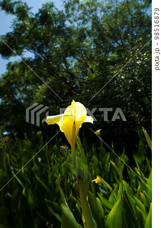 黄色いカンナの花が咲いています。学名はCannaceaeです。 黄色いカンナの花が咲いています。学名はCannaceaeです。 98516879