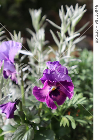 シェルブリエパンジーとホワイトシップの寄せ植え 98516946