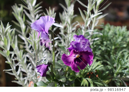 シェルブリエパンジーとホワイトシップの寄せ植え 98516947