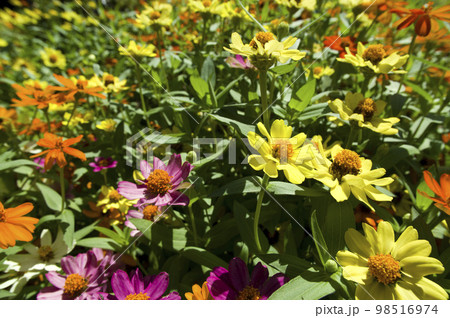 公園に黄色のジニアの花が咲いています。 98516974