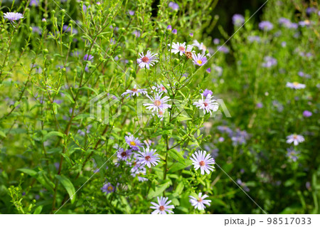 Beautiful violet flowers of Symphyotrichum dumosum 98517033