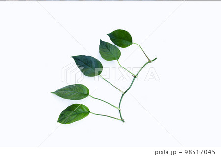 Monstera adansonii or monstera deliciosa liebm leaves on white background. Copy space 98517045