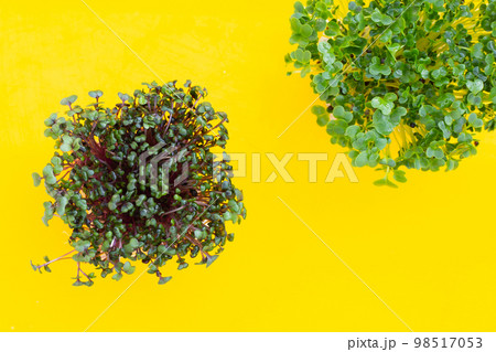 Red cabbage sprouts with kale sprouts on yellow background. 98517053