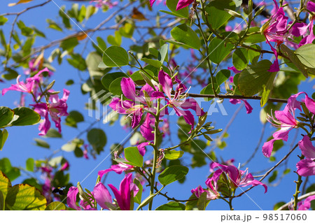 Bauhinia purpurea tree with pink flower 98517060