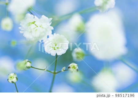 青い背景。白いカスミソウの花のクローズアップ写真。学名はGypsophila elegansです。 98517196
