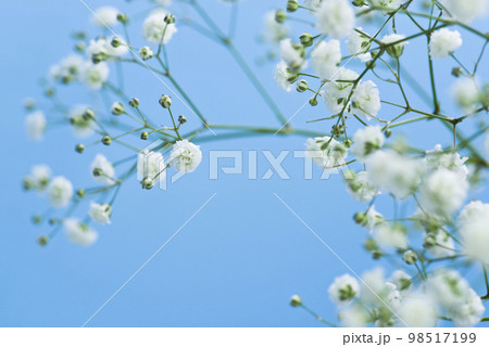 青い背景。白いカスミソウの花のクローズアップ写真。学名はGypsophila elegansです。 青い背景。白いカスミソウの花のクローズアップ写真。学名はGypsophila elegansです。 98517199