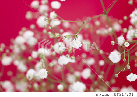 赤い背景。白いカスミソウの花のクローズアップ写真。学名はGypsophila elegansです。 98517201