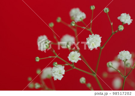 白いカスミソウの花のクローズアップ写真です。学名はGypsophila elegansです。 98517202