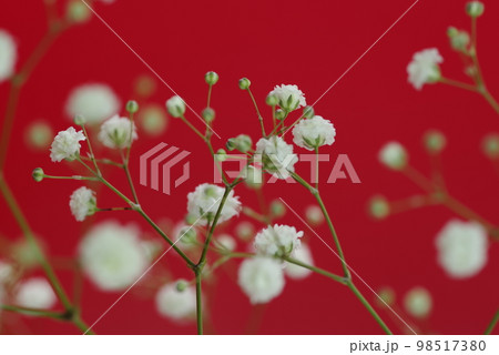 赤い背景。白いカスミソウの花のクローズアップ写真です。学名はGypsophila elegans 98517380
