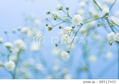 青い背景。白いカスミソウの花のクローズアップ写真です。学名はGypsophila elegans 青い背景。白いカスミソウの花のクローズアップ写真です。学名はGypsophila elegans 98517432